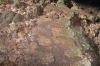 Файл=DSC_5136.jpg
Объём=442KB
Размеры=1024x678
Дата=Июнь 05, 2013 DSC_5136.jpg