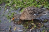 Файл=DSC_8718.jpg
Объём=563KB
Размеры=1024x678
Дата=Фев 10, 2014 DSC_8718.jpg