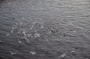 Файл=DSC_9610.jpg
Объём=496KB
Размеры=1024x678
Дата=Март 22, 2014 DSC_9610.jpg