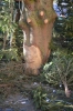 Файл=DSC_9889.jpg
Объём=529KB
Размеры=678x1024
Дата=Март 31, 2014 DSC_9889.jpg