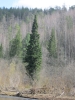 Файл=IMG_2851.JPG
Объём=1003KB
Размеры=1200x1600
Дата=Май 13, 2012 IMG_2851.JPG