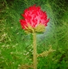 Файл=DSC00618.JPG
Объём=926KB
Размеры=2403x2429
Дата=Май 21, 2009 DSC00618.JPG