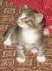 Файл=котяра_017.jpg
Объём=222KB
Размеры=597x811
Дата=Янв 18, 2010 котяра_017.jpg