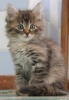 Файл=кошка3.jpg
Объём=245KB
Размеры=710x1024
Дата=Авг 12, 2009 кошка3.jpg
