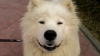 Файл=DSC00304.jpg
Объём=125KB
Размеры=800x451
Дата=Июль 31, 2010 DSC00304.jpg