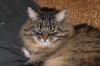 Файл=IMG_2113.JPG
Объём=5706KB
Размеры=4272x2848
Дата=Дек 29, 2011 IMG_2113.JPG