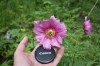Файл=IMG_5166.JPG
Объём=635KB
Размеры=2000x1333
Дата=Июнь 13, 2010 IMG_5166.JPG