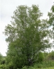 Файл=IMG_5588и.jpg
Объём=294KB
Размеры=626x800
Дата=Июнь 20, 2010 IMG_5588и.jpg