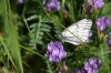 Файл=IMG_5637.JPG
Объём=143KB
Размеры=800x533
Дата=Июнь 20, 2010 IMG_5637.JPG
