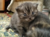 Файл=IMGP0355.JPG
Объём=377KB
Размеры=979x734
Дата=Июнь 05, 2010 IMGP0355.JPG