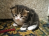 Файл=IMGP0362.JPG
Объём=353KB
Размеры=979x734
Дата=Июнь 05, 2010 IMGP0362.JPG
