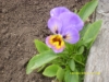 SL274185.JPG