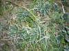Файл=DSCN0038.JPG
Объём=1491KB
Размеры=2816x2112
Дата=Июль 09, 2012 DSCN0038.JPG