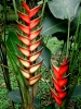 Файл=07_LasC_Flor_Heliconia_6483.jpg
Объём=272KB
Размеры=792x1056
Дата=Фев 05, 2012 07_LasC_Flor_Heliconia_6483.jpg