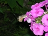 Файл=1_(1)~0.jpg
Объём=63KB
Размеры=500x375
Дата=Сент 28, 2011 1_(1)~0.jpg