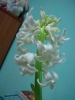 Файл=1_(1)~8.JPG
Объём=856KB
Размеры=1536x2048
Дата=Янв 17, 2012 1_(1)~8.JPG