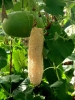 Файл=GourdsLuffa.jpg
Объём=28KB
Размеры=400x532
Дата=Май 10, 2012 GourdsLuffa.jpg