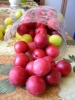 Файл=SANY0019.JPG
Объём=99KB
Размеры=480x640
Дата=Сент 01, 2011 SANY0019.JPG