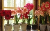 Файл=amaryllis-01-476x300.gif
Объём=97KB
Размеры=476x300
Дата=Фев 05, 2012 amaryllis-01-476x300.gif