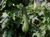 Файл=luffa_aegyptica.jpg
Объём=212KB
Размеры=800x600
Дата=Май 10, 2012 luffa_aegyptica.jpg