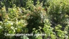 DSC00102.jpg