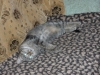 Файл=P9150320.JPG
Объём=2030KB
Размеры=2560x1920
Дата=Дек 26, 2010 P9150320.JPG