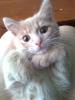 Kitty.jpg