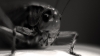 DSC09771-2.jpg