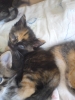 Файл=DSC01716.JPG
Объём=371KB
Размеры=1224x1632
Дата=Окт 09, 2011 DSC01716.JPG