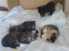 Файл=DSC01727.JPG
Объём=283KB
Размеры=1632x1224
Дата=Окт 09, 2011 DSC01727.JPG