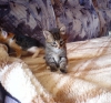 Файл=DSC01765.JPG
Объём=327KB
Размеры=1312x1224
Дата=Окт 15, 2011 DSC01765.JPG