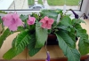 Файл=DSC00318.JPG
Объём=136KB
Размеры=601x416
Дата=Авг 16, 2014 DSC00318.JPG