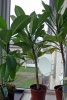 Файл=DSC00321.JPG
Объём=258KB
Размеры=600x887
Дата=Авг 16, 2014 DSC00321.JPG