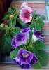 Файл=DSC00324.JPG
Объём=229KB
Размеры=600x849
Дата=Авг 16, 2014 DSC00324.JPG