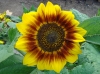 Файл=DSC03432.JPG
Объём=2353KB
Размеры=3063x2268
Дата=Авг 09, 2012 DSC03432.JPG
