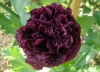 Файл=DSC03555.JPG
Объём=1353KB
Размеры=2768x1996
Дата=Авг 09, 2012 DSC03555.JPG