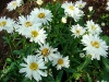 Файл=DSC03561.JPG
Объём=2439KB
Размеры=3264x2448
Дата=Авг 09, 2012 DSC03561.JPG