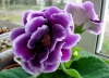 Файл=DSC03931.JPG
Объём=1548KB
Размеры=3115x2248
Дата=Авг 21, 2012 DSC03931.JPG