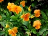 Файл=DSC04332.JPG
Объём=2204KB
Размеры=3264x2448
Дата=Нояб 18, 2012 DSC04332.JPG