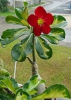 Файл=DSC06776.JPG
Объём=211KB
Размеры=600x840
Дата=Июль 26, 2013 DSC06776.JPG
