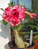 Файл=DSC06838.JPG
Объём=176KB
Размеры=600x777
Дата=Июль 30, 2013 DSC06838.JPG