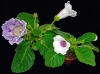 Файл=DSC07179.JPG
Объём=157KB
Размеры=750x557
Дата=Авг 20, 2013 DSC07179.JPG