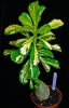 DSC07755.JPG