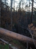 Файл=100_0625.JPG
Объём=159KB
Размеры=768x1024
Дата=Май 25, 2012 100_0625.JPG