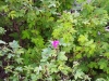 Файл=DSCF0071.JPG
Объём=164KB
Размеры=1024x768
Дата=Июнь 08, 2012 DSCF0071.JPG