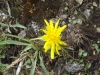 Файл=DSCF0181.JPG
Объём=145KB
Размеры=1024x768
Дата=Июнь 15, 2012 DSCF0181.JPG