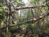 Файл=DSCF0219.JPG
Объём=347KB
Размеры=1024x768
Дата=Июнь 17, 2012 DSCF0219.JPG
