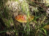 Файл=DSCF3456.JPG
Объём=245KB
Размеры=1024x768
Дата=Авг 29, 2012 DSCF3456.JPG