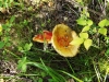 DSCF3457.JPG
