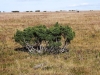 Файл=DSCF3678.JPG
Объём=285KB
Размеры=1024x768
Дата=Авг 29, 2012 DSCF3678.JPG